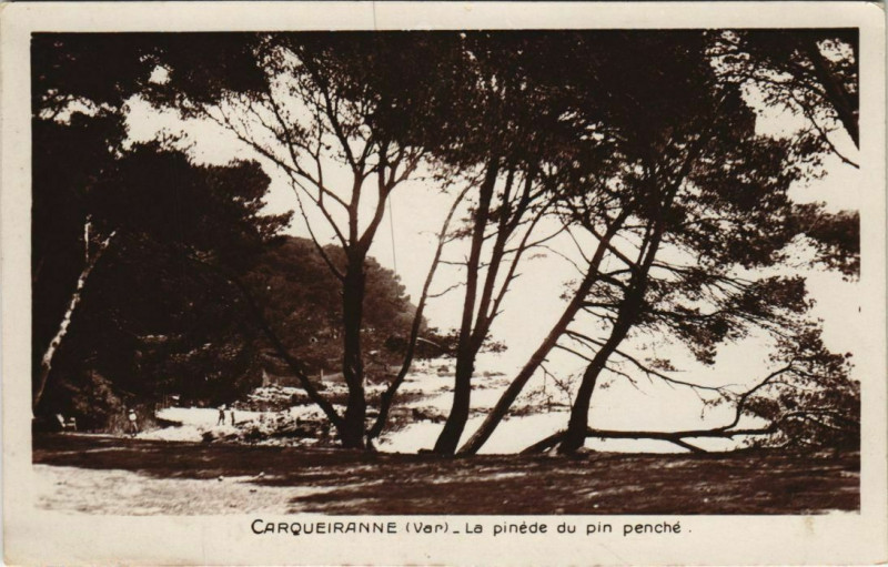 Carte postale ancienne Carqueiranne La Pinede du Pin Penche à Carqueiranne