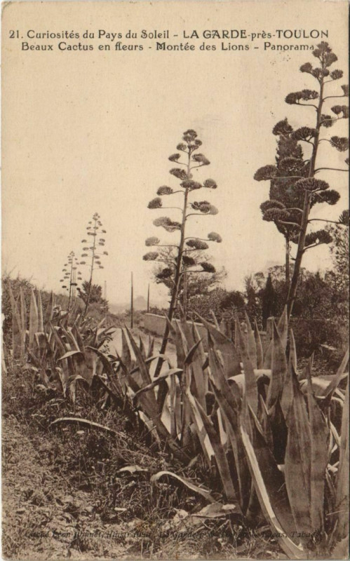 Carte postale ancienne La Garde pres Toulon - Montee des Lions - Panorama à Toulon