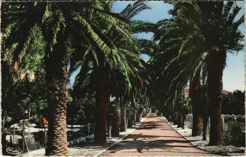 Carte postale ancienne Saint-Cyr-sur-Mer Les Lecques - Allee des Palmiers à Saint-Cyr-sur-Mer