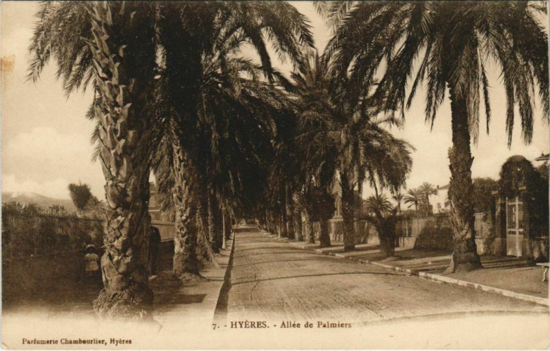 Carte postale ancienne Hyeres Allee de Palmiers France à Hyères