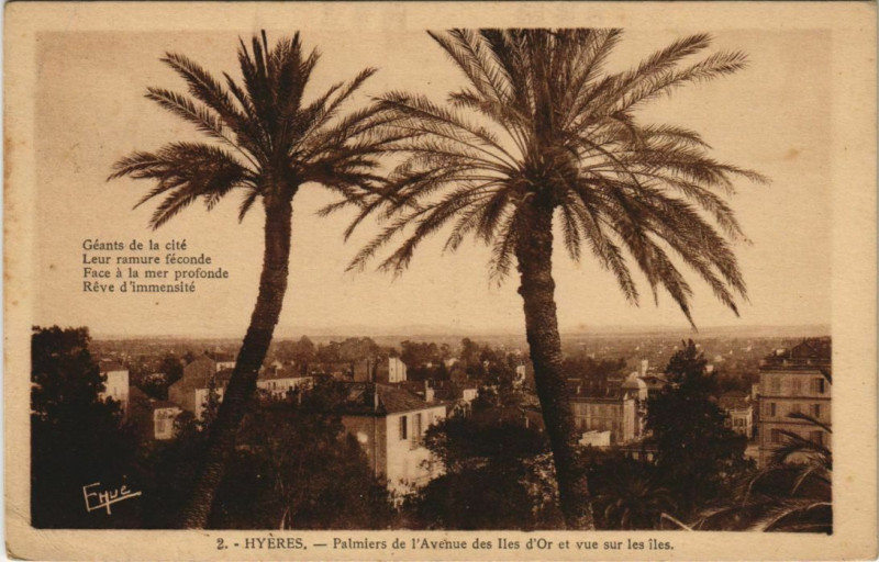 Carte postale ancienne Hyeres Palmiers de l'Avenue des Iles d'Or France à Hyères