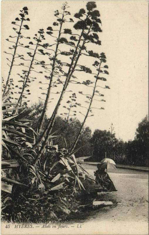 Carte postale ancienne Hyeres Aloes en fleurs France à Hyères