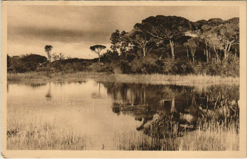 Carte postale ancienne Hyeres Paysage sur la Route de la Plage France à Hyères