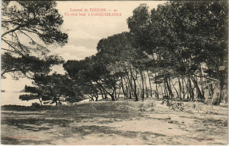 Carte postale ancienne Toulon Un sous bois a Carqueiranne France à Toulon