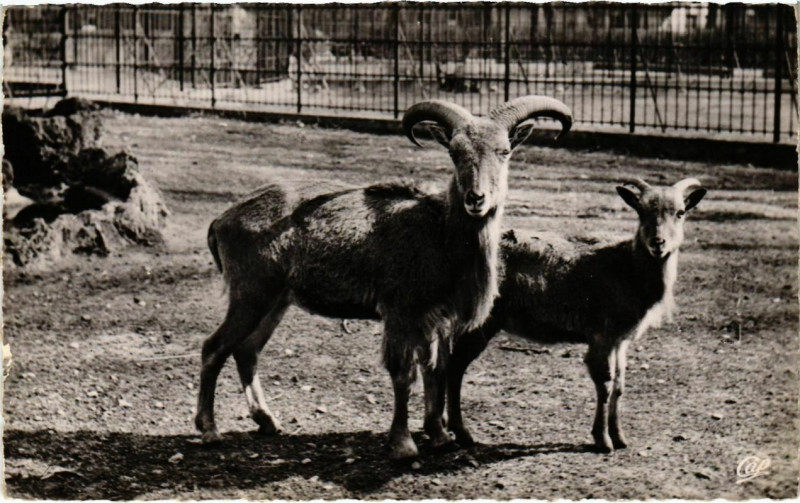 Carte postale ancienne Lyon- Parc de la Tete d'Or, Les Mouflons France à Lyon