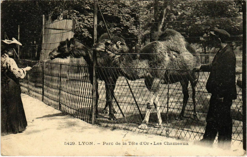 Carte postale ancienne Lyon- Parc de la Tete d'Or, Les Chameaux France à Lyon
