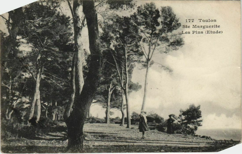 Carte postale ancienne Toulon Sainte-Marguerite ,Les Pins France à Toulon
