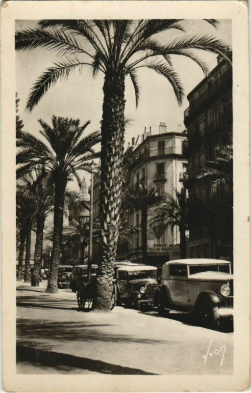 Carte postale ancienne Toulon Les Palmiers de l'avenue Colbert France à Toulon