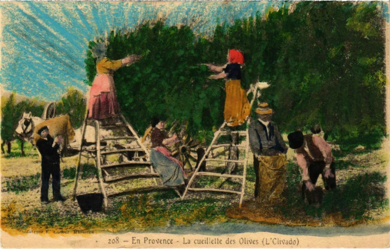 Carte postale ancienne En Provence - La Cueillette des Olives