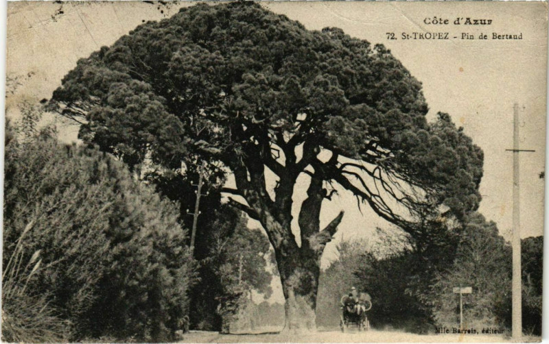Carte postale ancienne Saint-Tropez - Pin de Bertaud à Saint-Tropez
