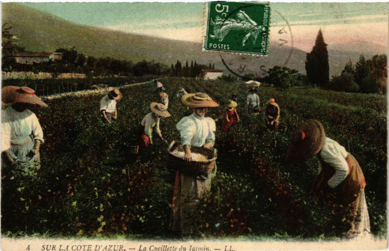 Carte postale ancienne Sur la Cote d'Azur La Cueillette du Jasmin