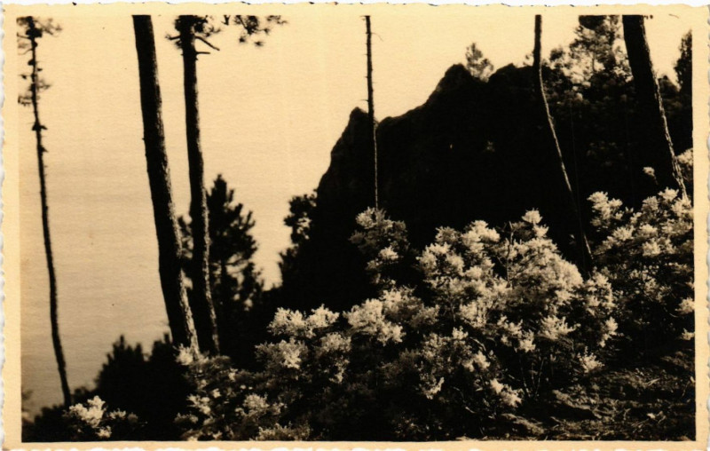 Carte postale ancienne Dans l'Esterel Mimosas