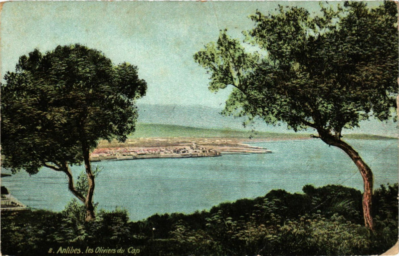 Carte postale ancienne Antibes - Les Oliviers du Cap à Antibes