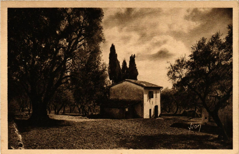 Carte postale ancienne Grasse - Oliviers et Cypres à Grasse