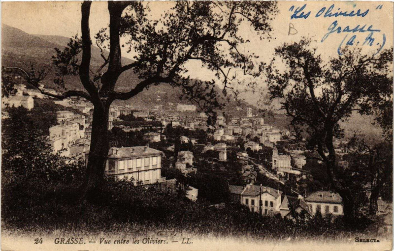 Carte postale ancienne Grasse - Vue entre les Oliviers à Grasse
