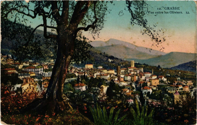 Carte postale ancienne Grasse - Vue entre les Oliviers à Grasse