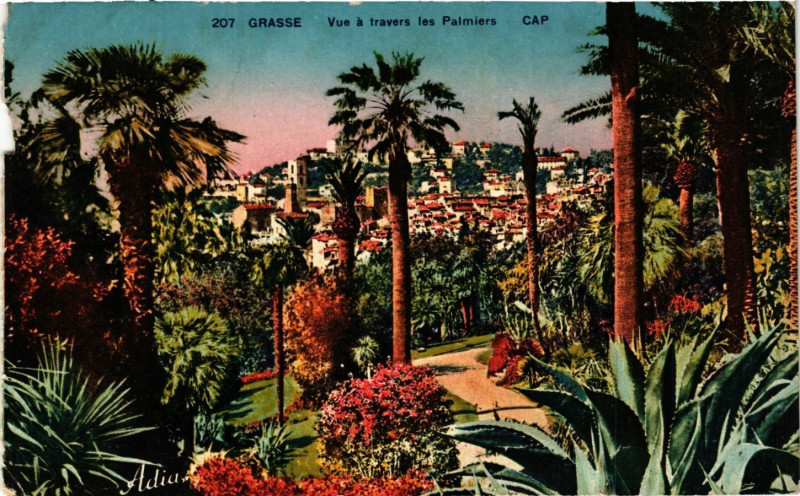 Carte postale ancienne Grasse - Vue a travers les Palmiers à Grasse