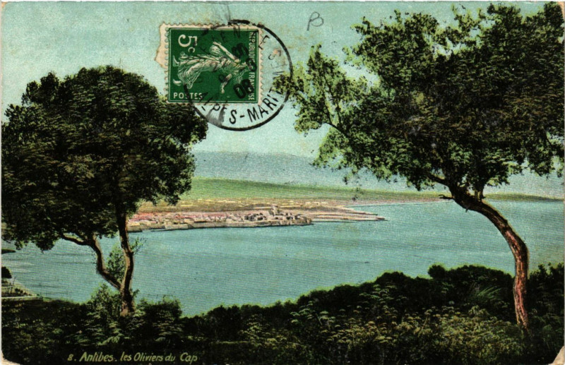 Carte postale ancienne Antibes - Les Oliviers du Cap à Antibes