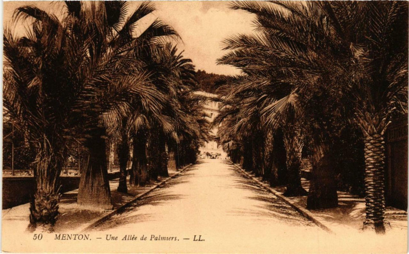 Carte postale ancienne Menton Une Allée de Palmiers à Menton