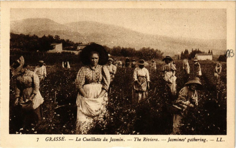 Carte postale ancienne Grasse La Cueillette du Jasmin à Grasse