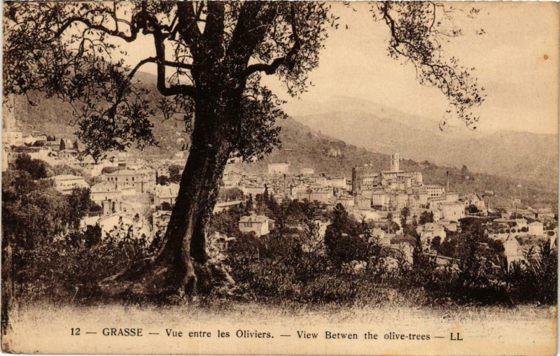 Carte postale ancienne Grasse Vue entre les Oliviers à Grasse