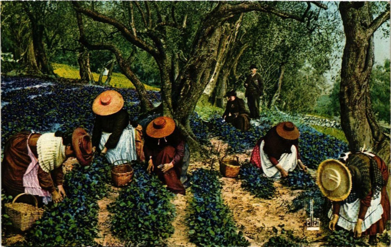 Carte postale ancienne La coté d'Azur La Guillette des Violettes