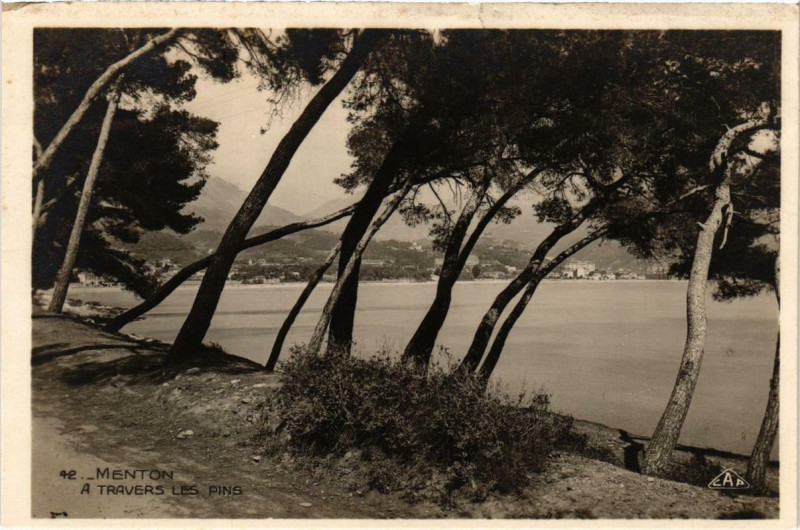 Carte postale ancienne Menton A travers les Pins à Menton