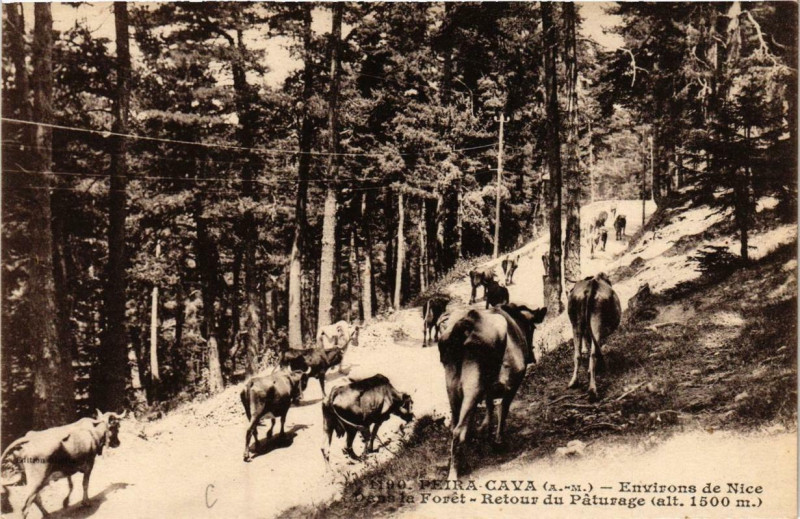 Carte postale ancienne Peira-Cava Env. de Nice - Dans la Foret à Nice