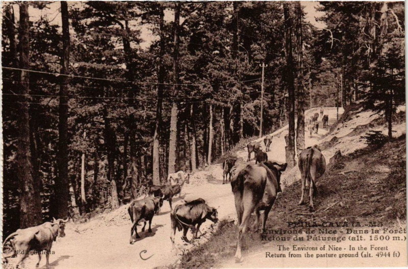 Carte postale ancienne Peira-Cava Env. de Nice - Dans la Foret à Nice