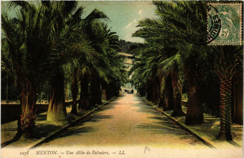 Carte postale ancienne Menton Une Allée de Palmiers à Menton