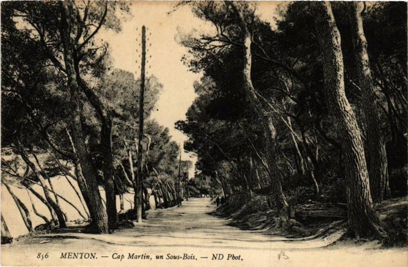 Carte postale ancienne Menton Cap-MARTIN, un Sous-Bois à Menton