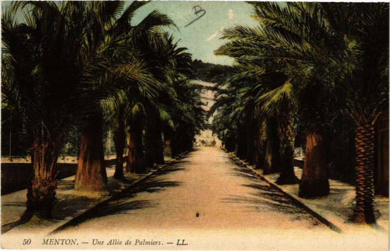 Carte postale ancienne Menton Une Allée de Palmiers à Menton
