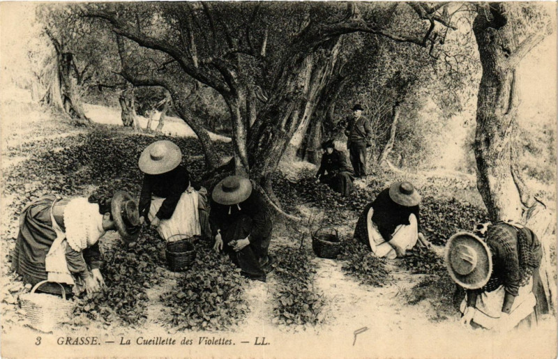 Carte postale ancienne Grasse - La Cueillette des Violettes à Grasse