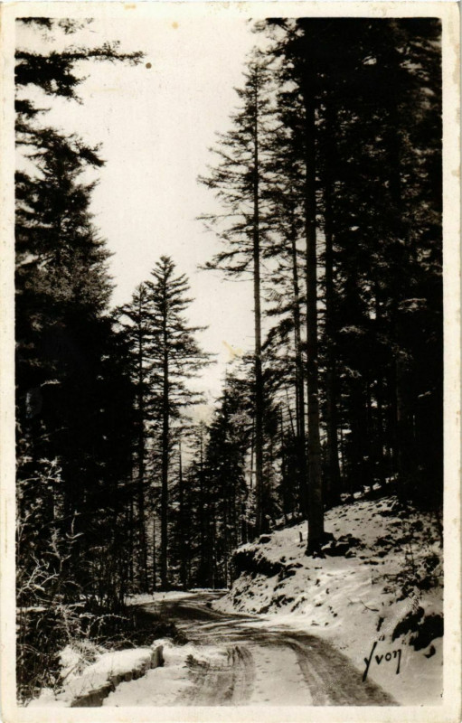 Carte postale ancienne Foret de Turini France