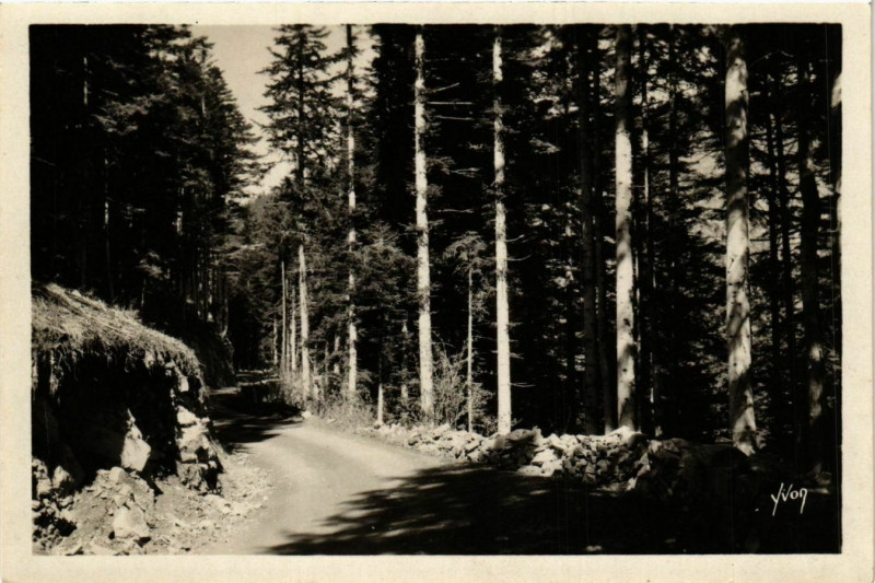 Carte postale ancienne Foret de Turini France