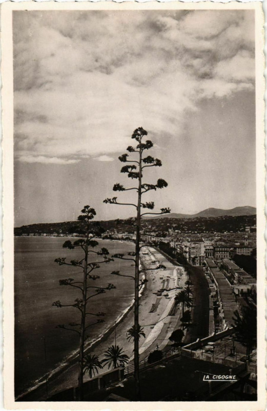 Carte postale ancienne Nice- Le Quai des Etats Unis et les Terrasses France à Nice