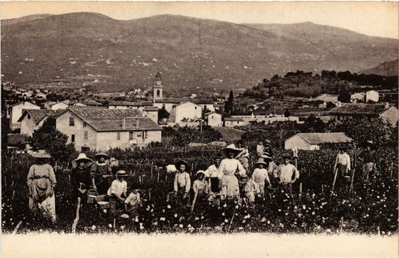 Carte postale ancienne Le Plant de Grasse - Scene à Grasse