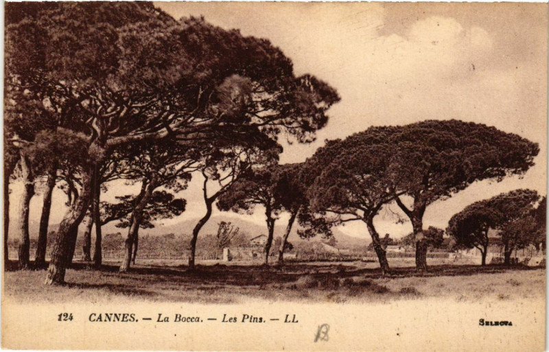 Carte postale ancienne Cannes - La Bocca - Les Pins à Cannes
