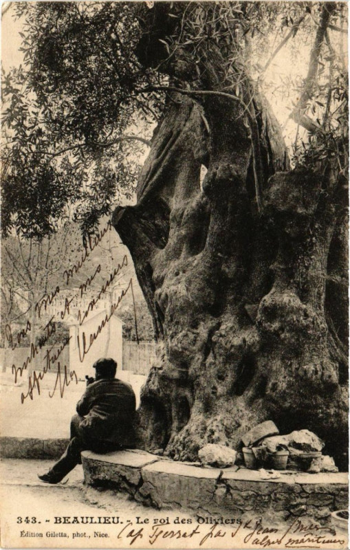 Carte postale ancienne Beaulieu - Le roi des Oliviers