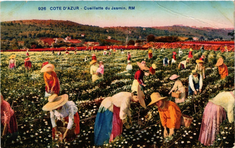 Carte postale ancienne Cote d'Azur - Cueillette du Jasmin