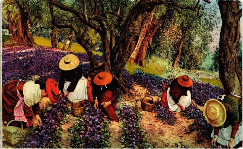 Carte postale ancienne La Cote d'Azur - La cueillette des Violettes
