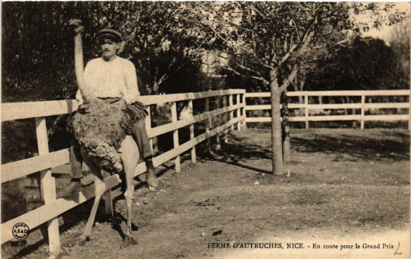 Carte postale ancienne Ferme-D'Autruches, Nice - En route pour le Grand Prix à Nice