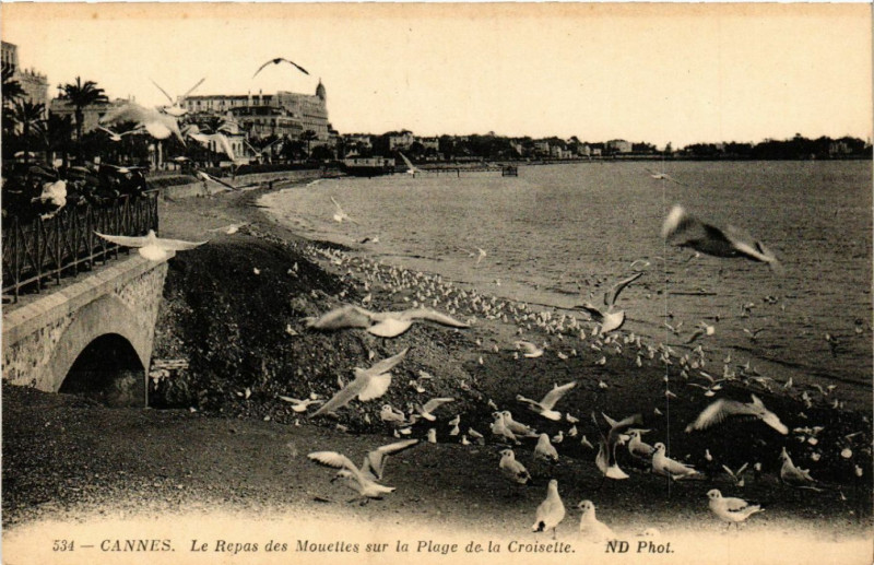 Carte postale ancienne Cannes - Le Repas des Mouettes sur la Plage de la Croisette à Cannes