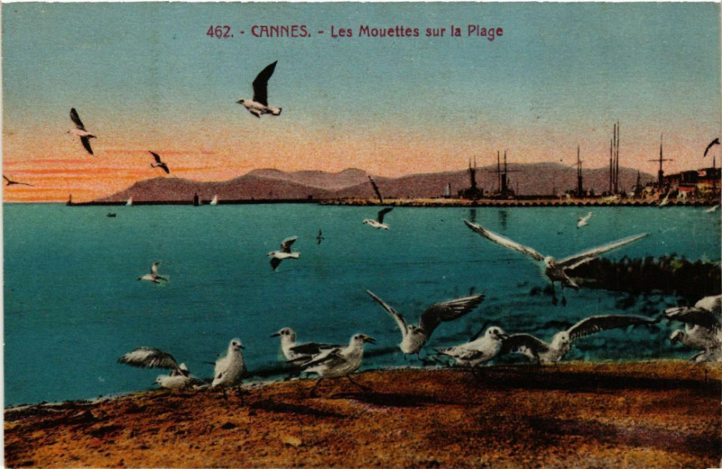 Carte postale ancienne Cannes - Les Mouettes sur la Plage à Cannes