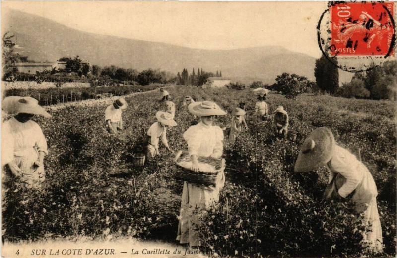 Carte postale ancienne Sur la Cote d'Azur - La Cueillette du Jasin