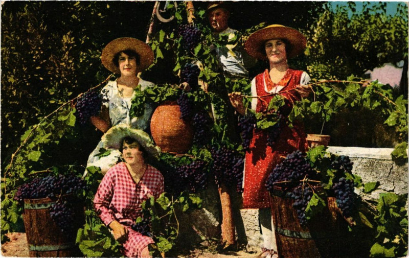 Carte postale ancienne Les Vendanges en Provence à Vence