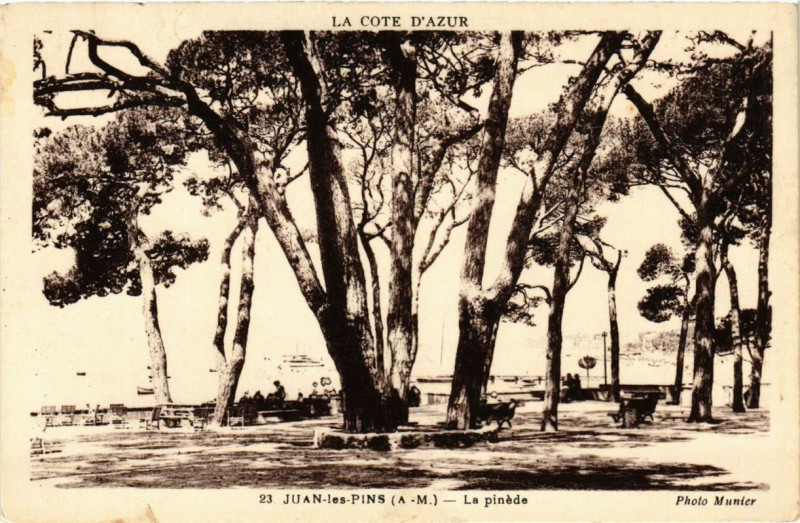 Carte postale ancienne Juan-les-Pins La pinede
