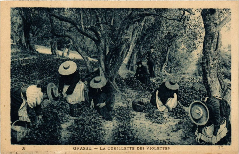 Carte postale ancienne Grasse La Cuiellett des Violettes à Grasse