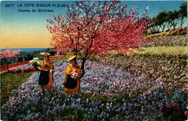 Carte postale ancienne La Cote d'Azur fluerie Champ de Giroflees