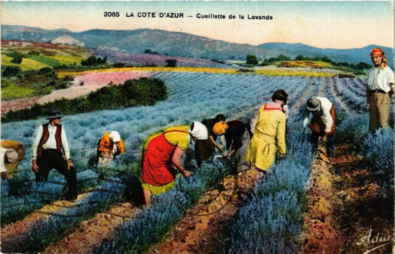 Carte postale ancienne La Cote d'Azur Cuiellette de la Lavande